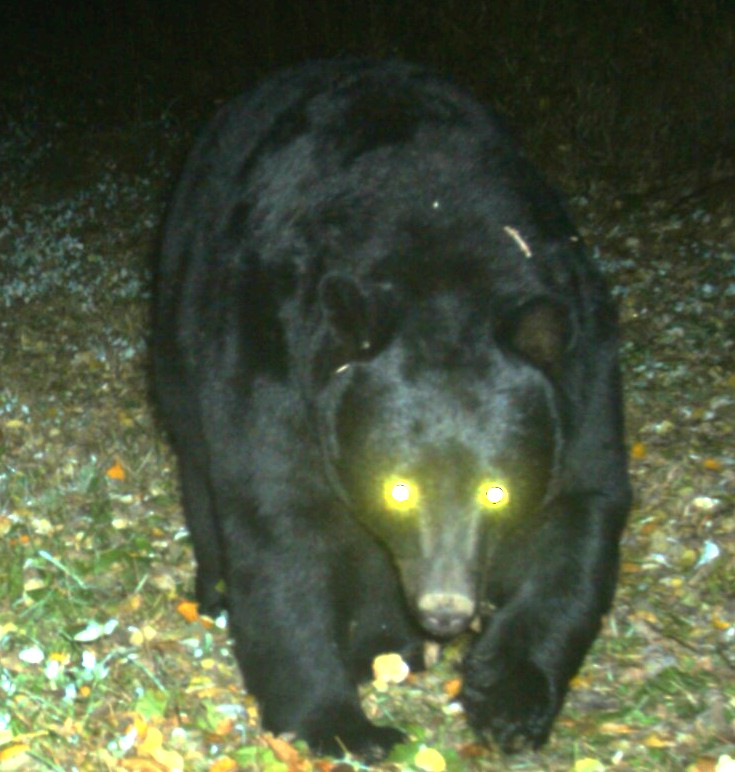 Attached picture BACKYARD BEAR CROPPED.JPG